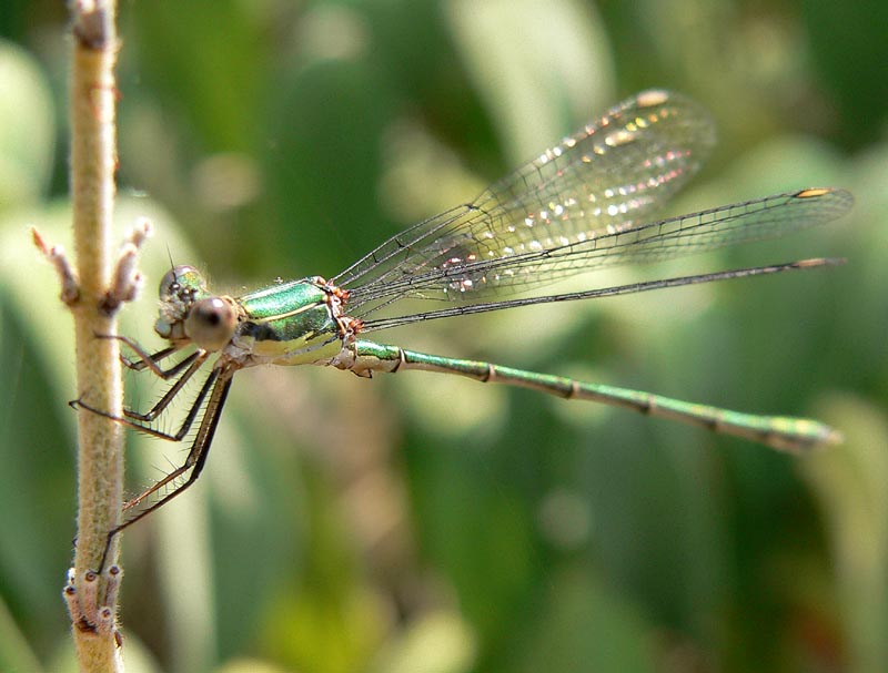 Qualche Lestes...e Chalcolestes